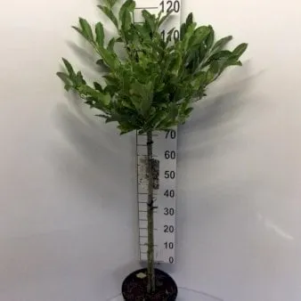 Stjernemagnolie