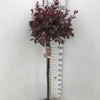 Dværgblodblomme